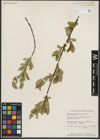 Foto von Salix serissima (L. H. Bailey) Fern.